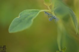 Microplastics on  lantana involucrata