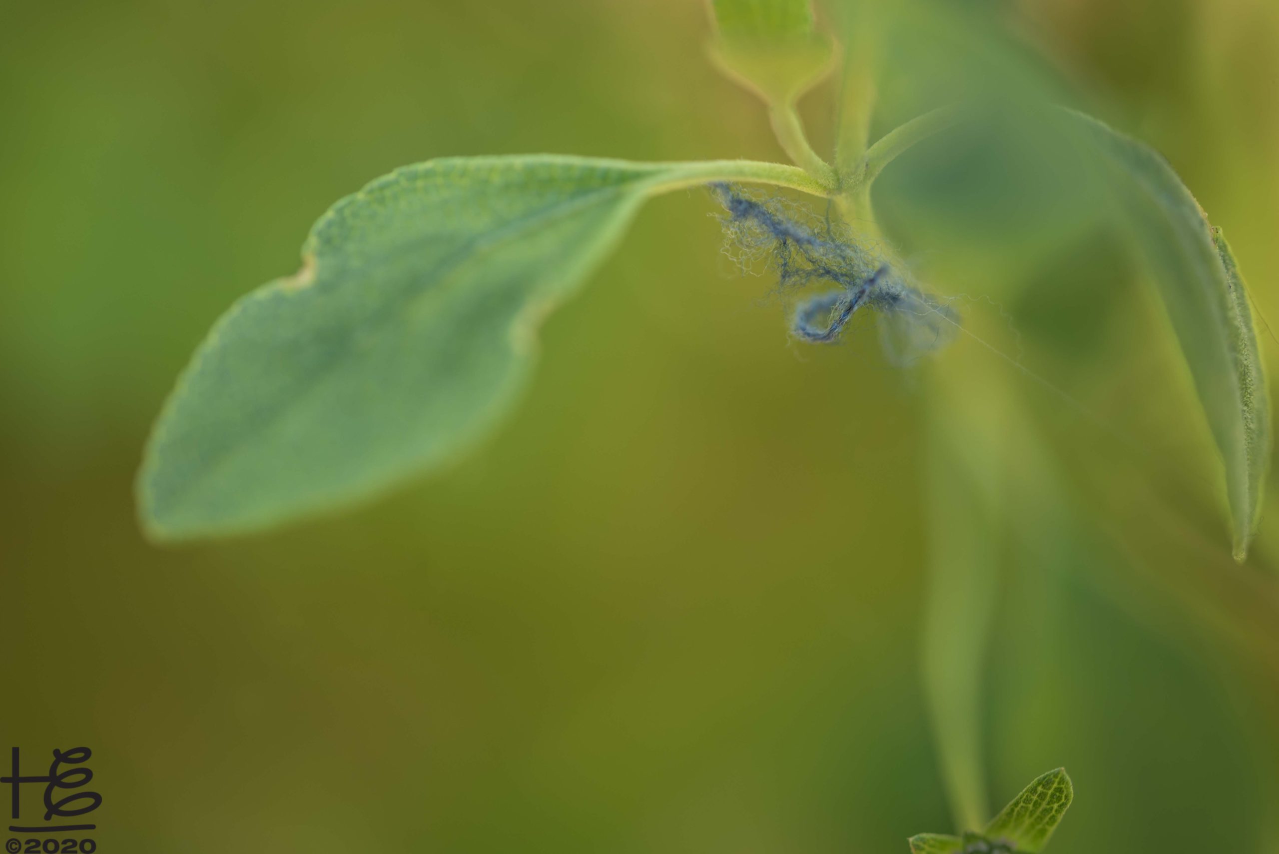 Microplastics on  lantana involucrata