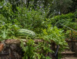 Edible landscape