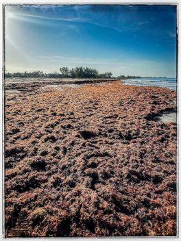 sargassum-seaweed