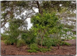 Food forest