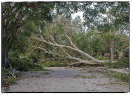 fallen-tree