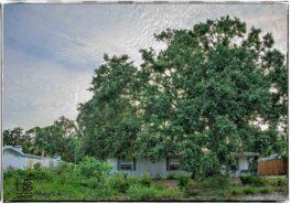 front-yard-2