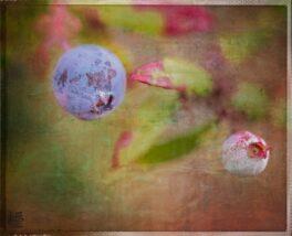 abstract-blueberries