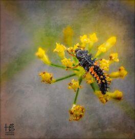 harlequin-ladybird-larvae