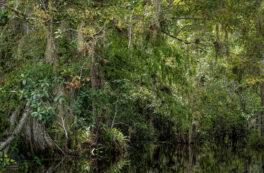 big-cypress-national-preserve-swamp