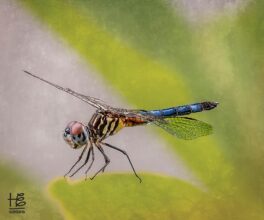 eastern-pondhawk