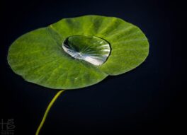 2015_HEI_WaterDroponLeaf